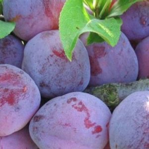 Слива китайская Орловская мечта (Prunus salicina) 1 шт