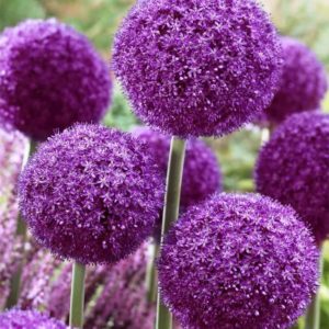 Лук гигантский Титан (Allium giganteum Regel) 1 уп. ( 1шт.) фракция 18/20