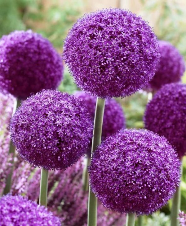 Лук гигантский Титан (Allium giganteum Regel) 1 уп. ( 1шт.) фракция 18/20