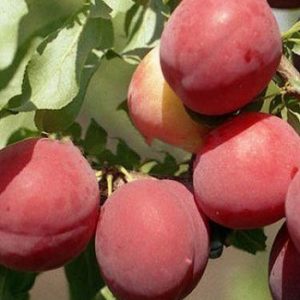 Алыча Июльская роза (Prunus cerasifera) 1 шт