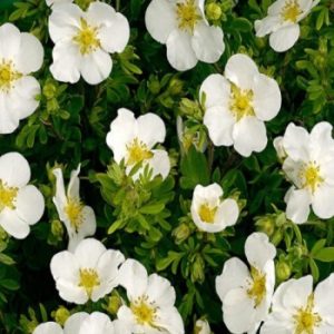 Лапчатка Абботсвуд (Potentilla fruticosa Abbotswood) 1 шт