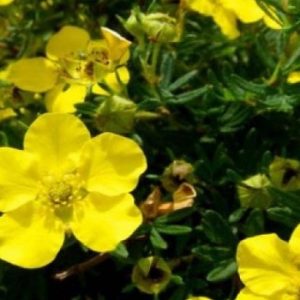 Лапчатка Голдстар (Potentilla fruticosa Goldstar) 1 шт