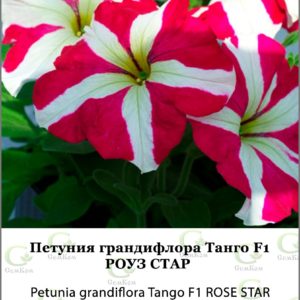 Петуния грандифлора Танго Роуз Стар 50др (Hemgenetics)