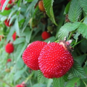 Малина соблазнительная (Rubus illecebrosus) 1 шт