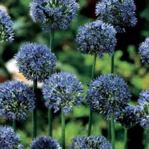 Лук голубой Аквамарин (Allium caeruleum Pall.) 1 уп. ( 5шт.) фракция 4/5