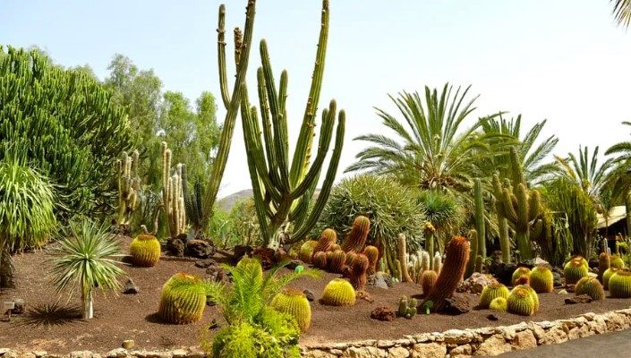 Растения пустынного ландшафта