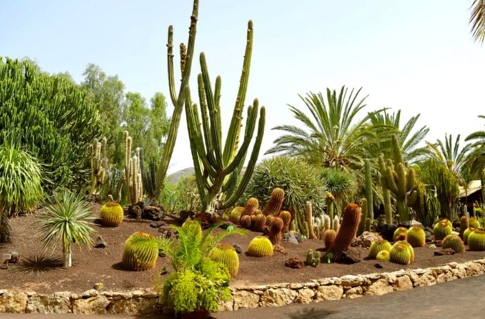 Растения пустынного ландшафта